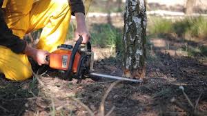 Best Tree Planting Services  in Progreso, TX